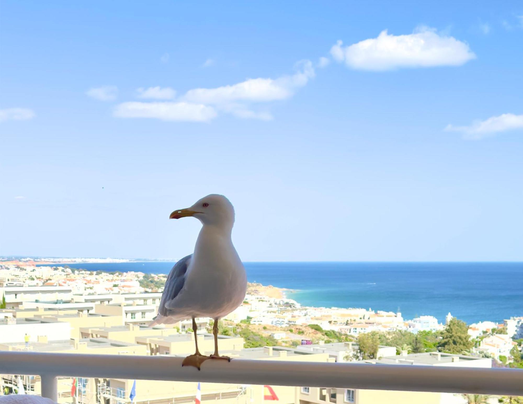 Apartment Les 3 Dauphins In Αλμπουφέιρα Εξωτερικό φωτογραφία